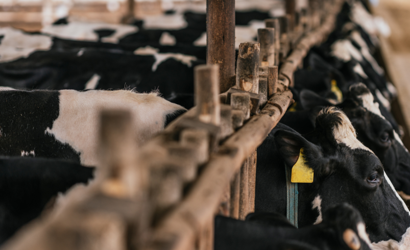 Feedlots bovinos dos EUA desaceleram em maio