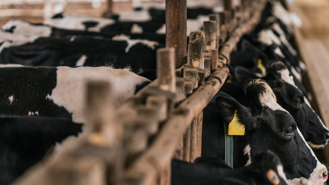 Feedlots bovinos dos EUA desaceleram em maio